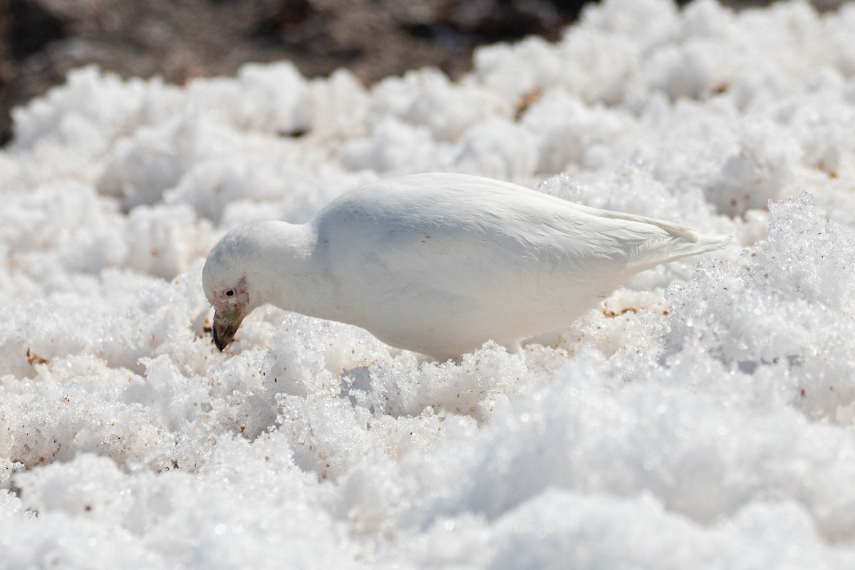 Snowy Sheathbill - Denis Corbeil