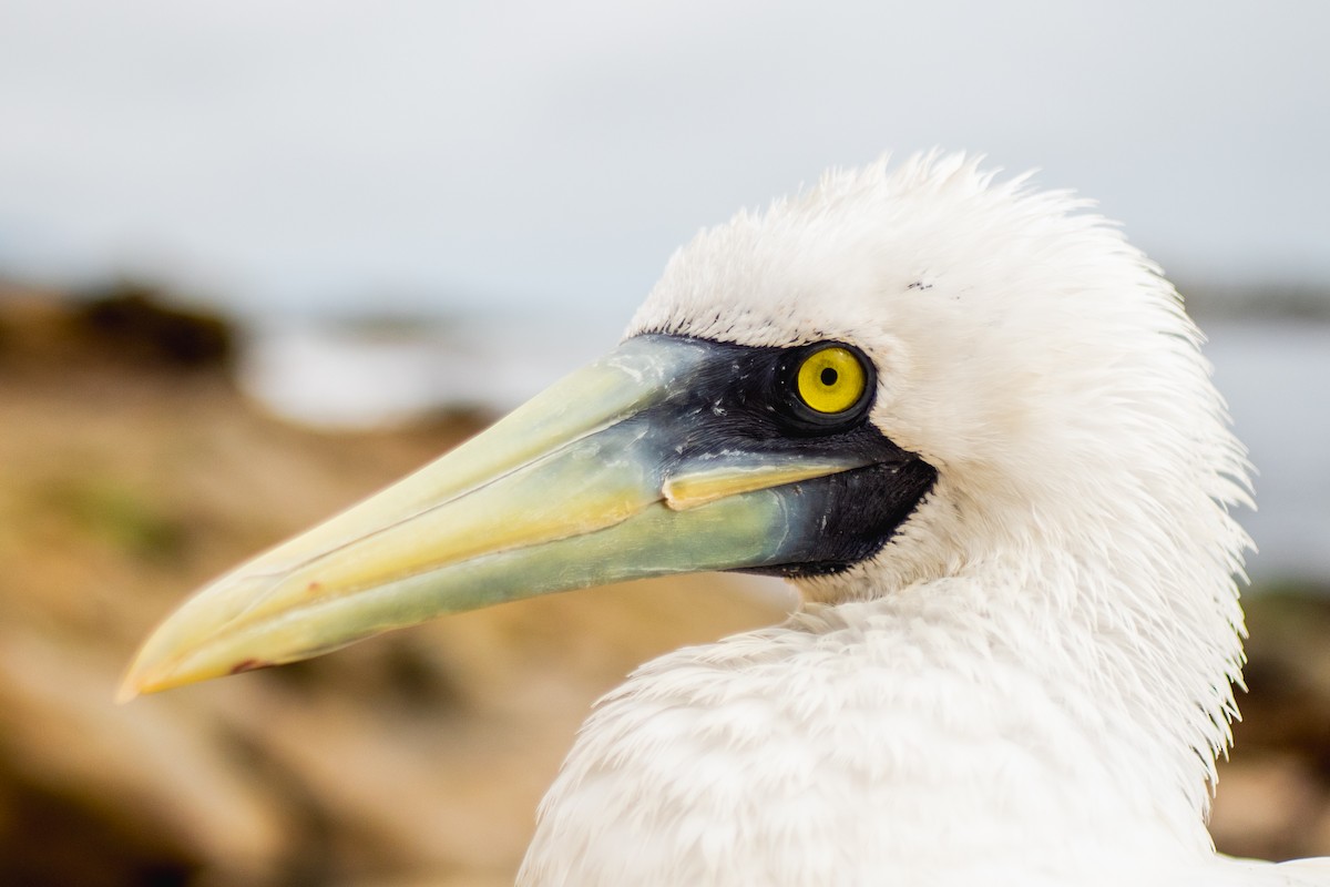 Masked Booby - ML619268028