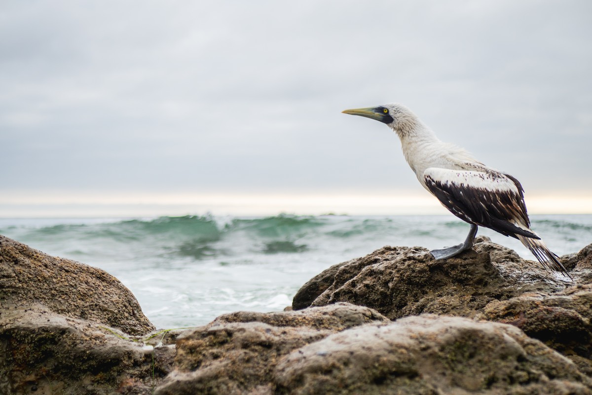 Masked Booby - ML619268031