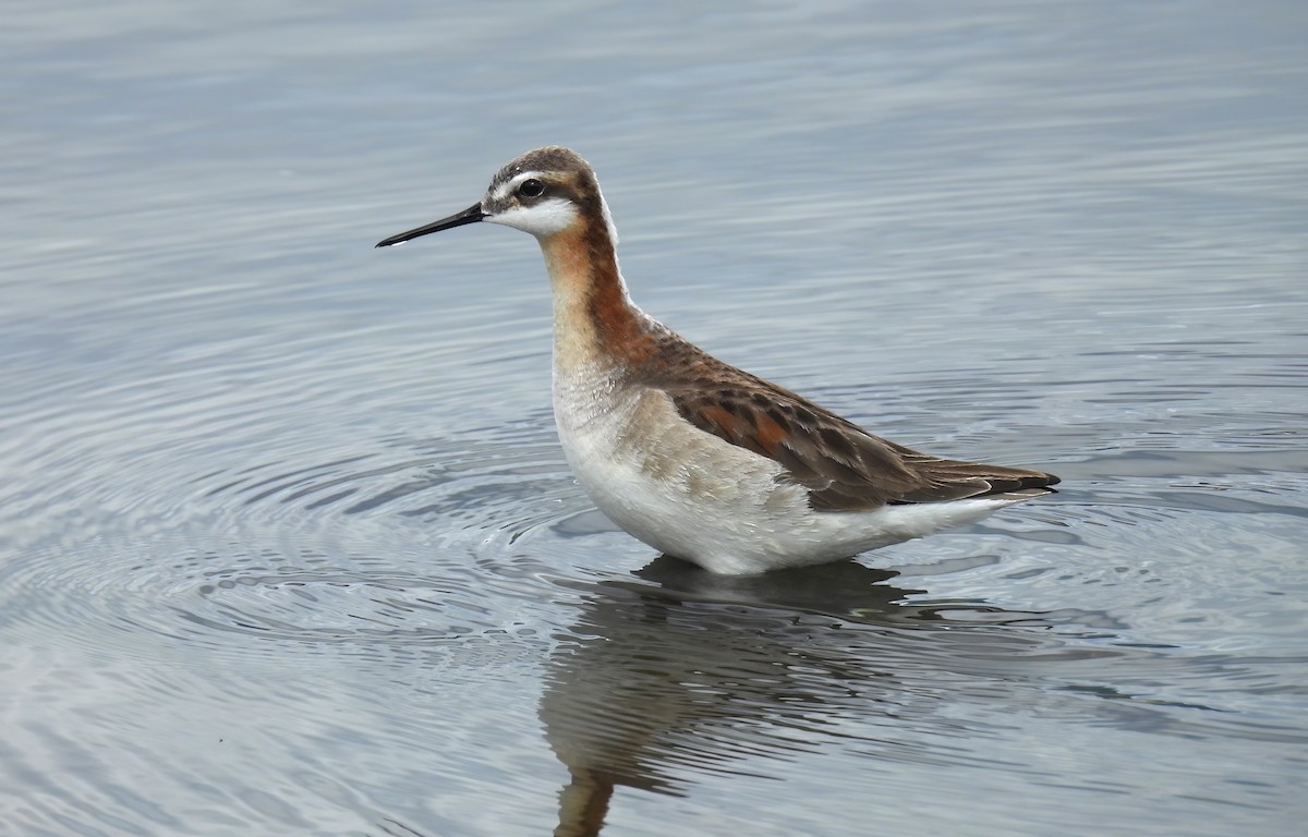 Wilson's Phalarope - Scott Thomson