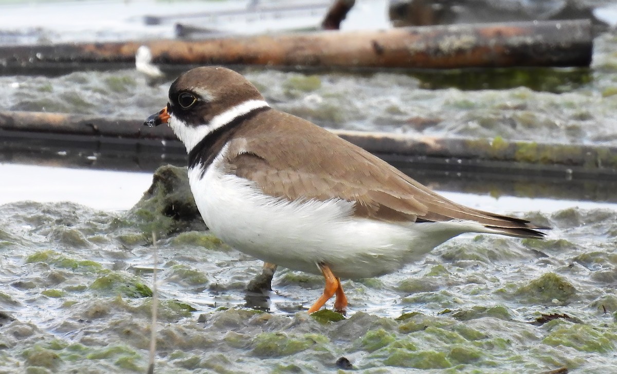 Semipalmated Plover - ML619268043