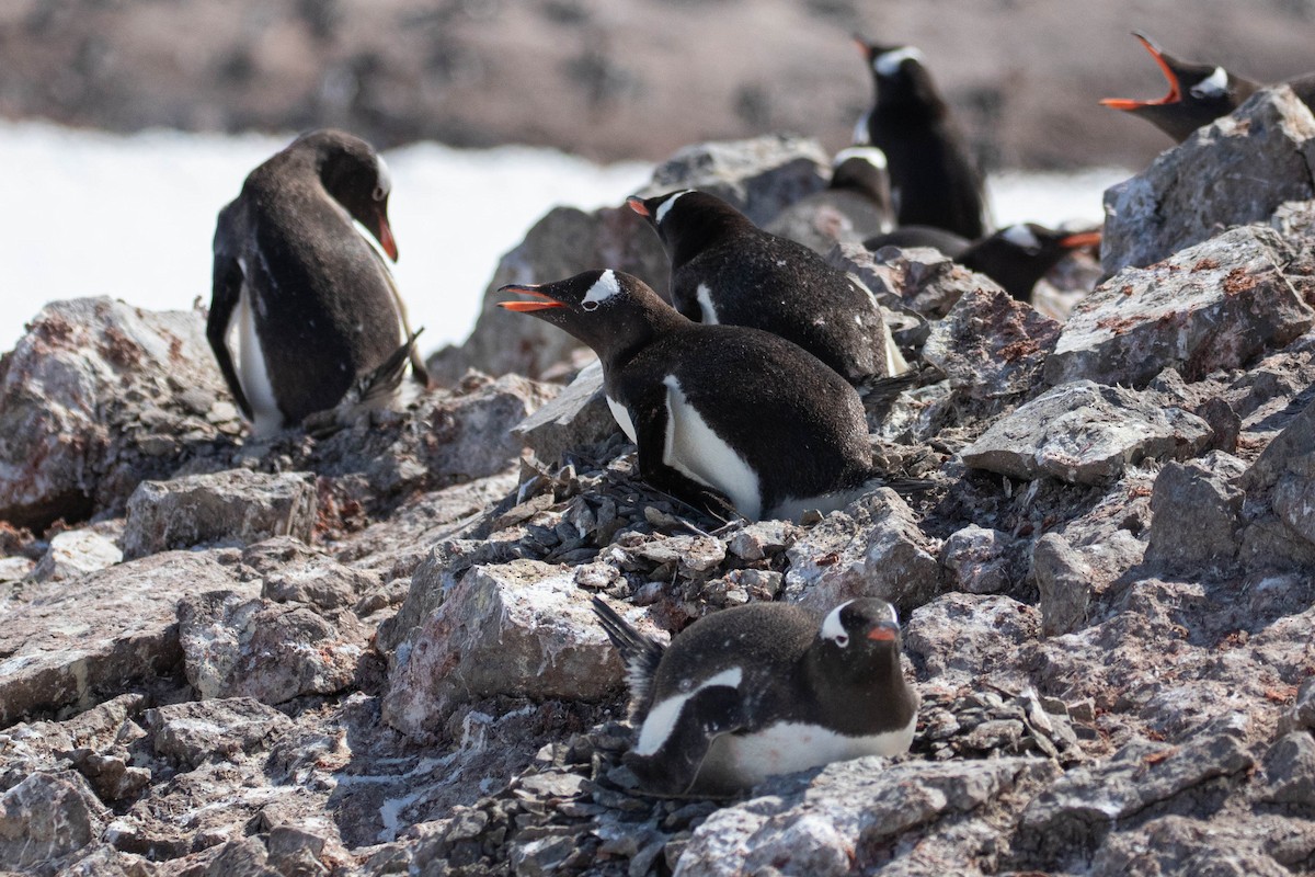 Gentoo Penguin - ML619268046