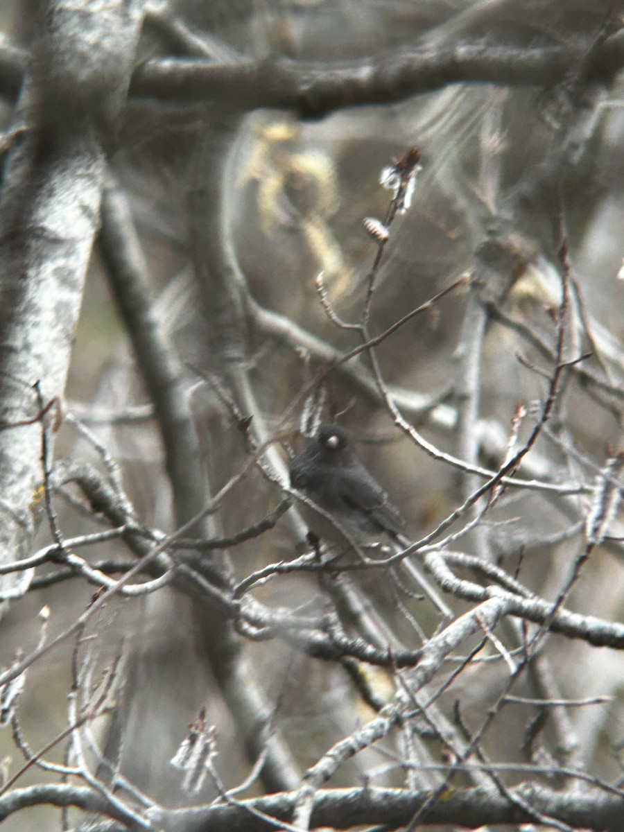 Dark-eyed Junco - Matea Kiskaroly