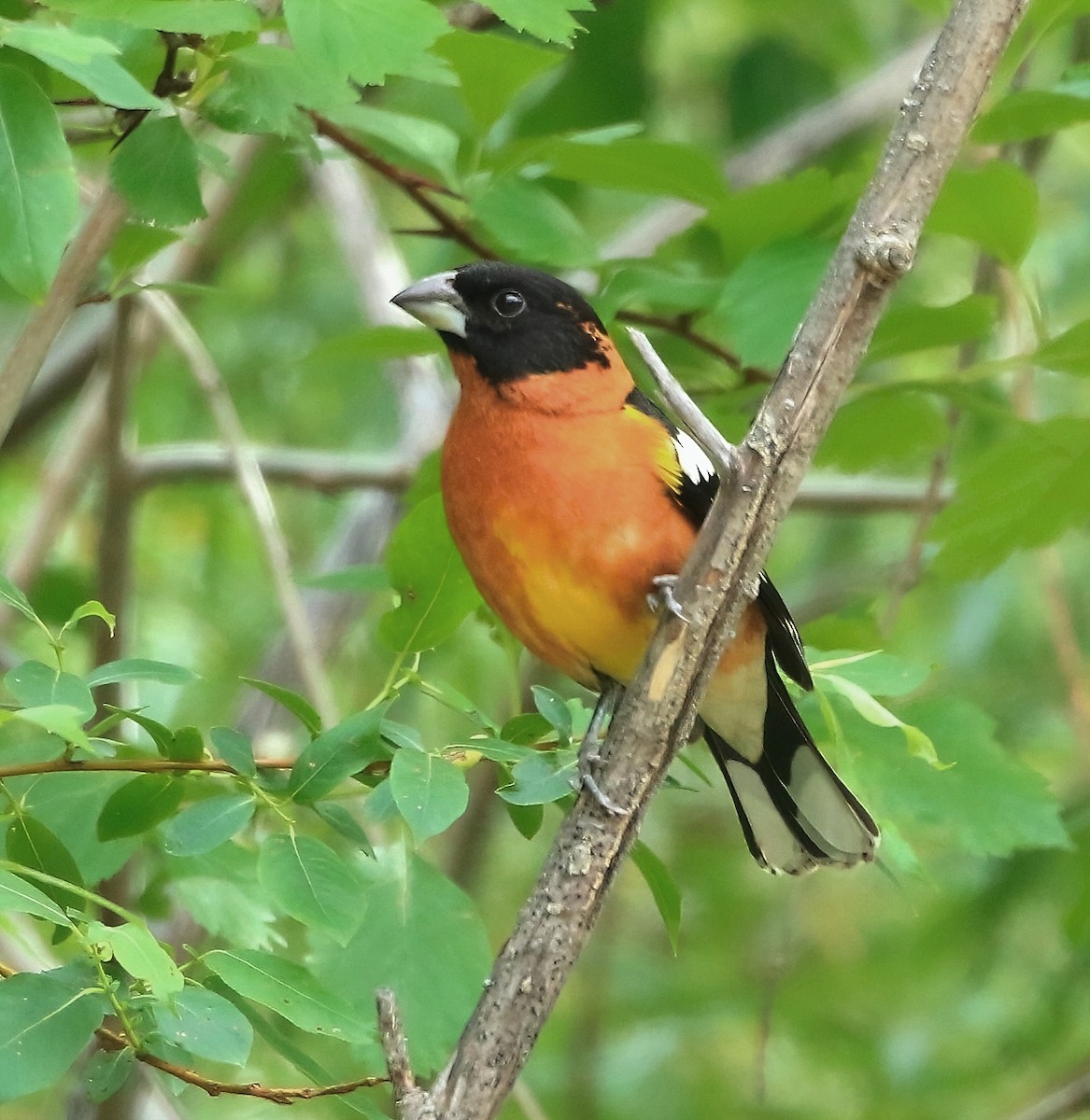 Black-headed Grosbeak - Mark  Ludwick