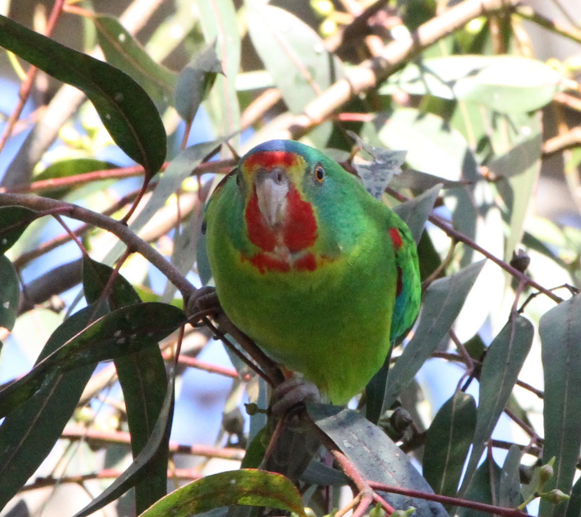 Swift Parrot - Mel Mitchell