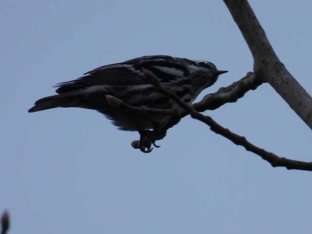 Black-and-white Warbler - ML619268068