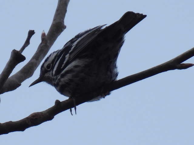 Black-and-white Warbler - ML619268069