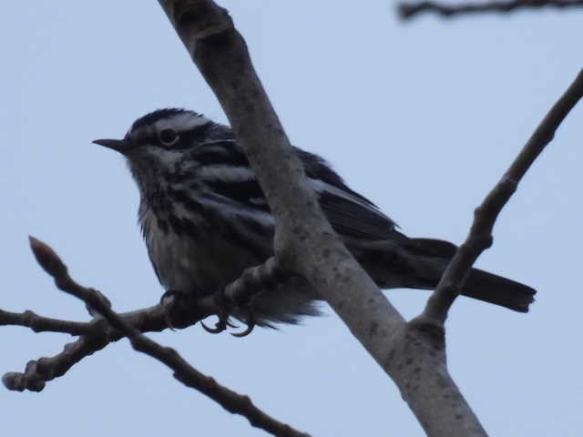 Black-and-white Warbler - ML619268070