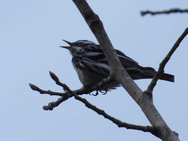 Black-and-white Warbler - ML619268071