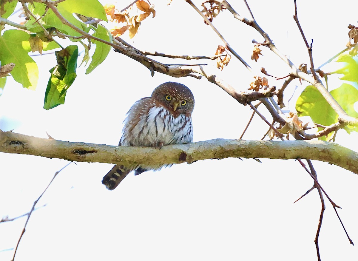 Northern Pygmy-Owl - Kevin Zimmer