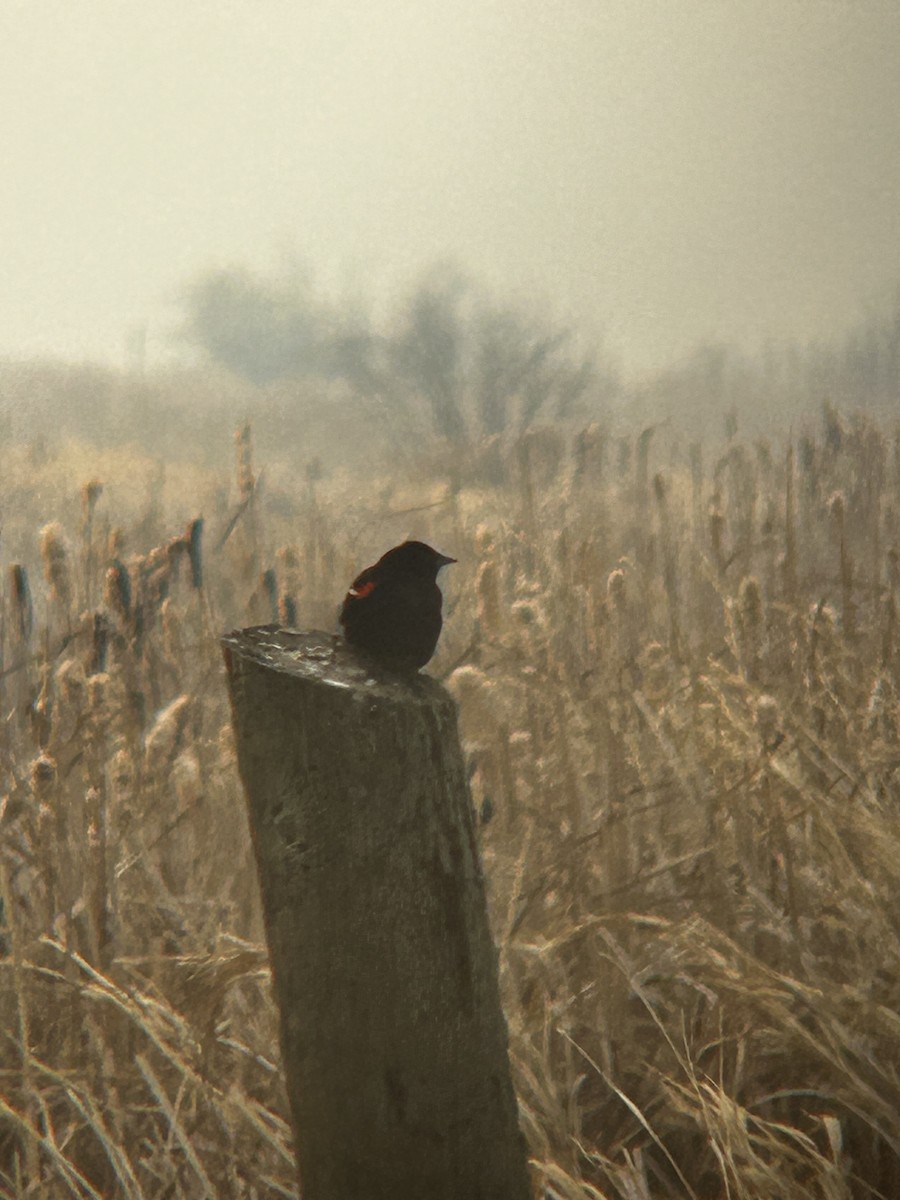 Red-winged Blackbird - ML619268106