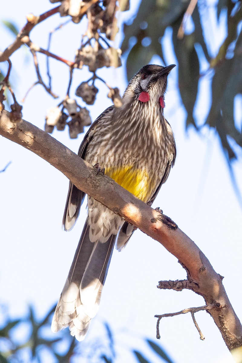 Red Wattlebird - Richard and Margaret Alcorn