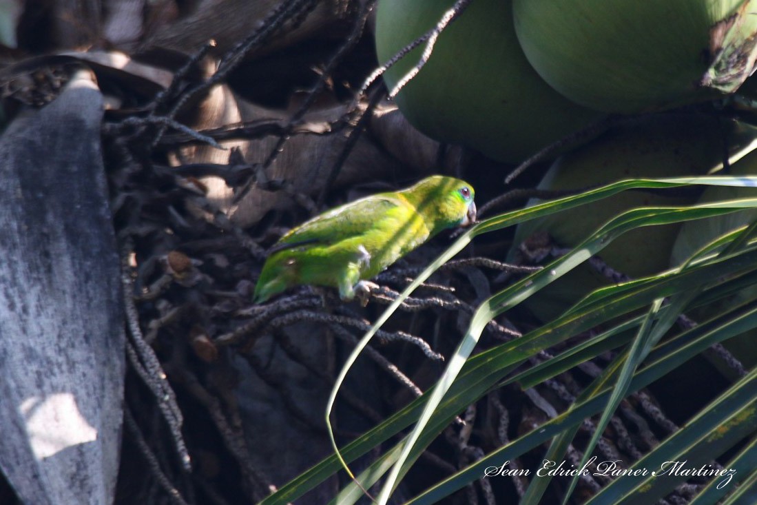 Guaiabero lunulé - ML619268113