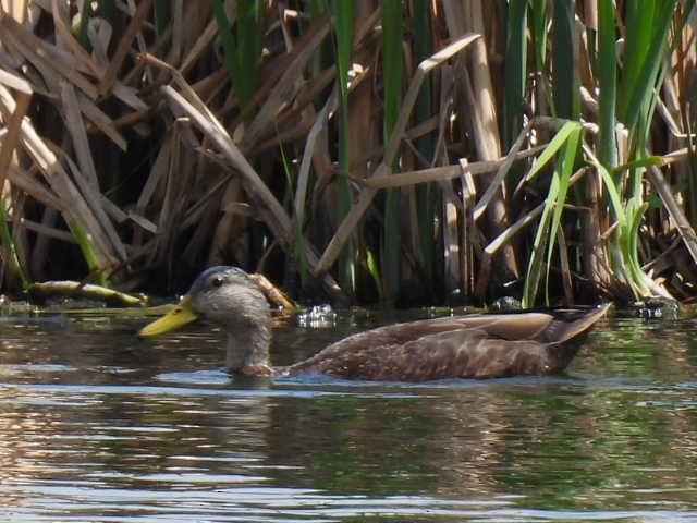 Canard noir - ML619268123