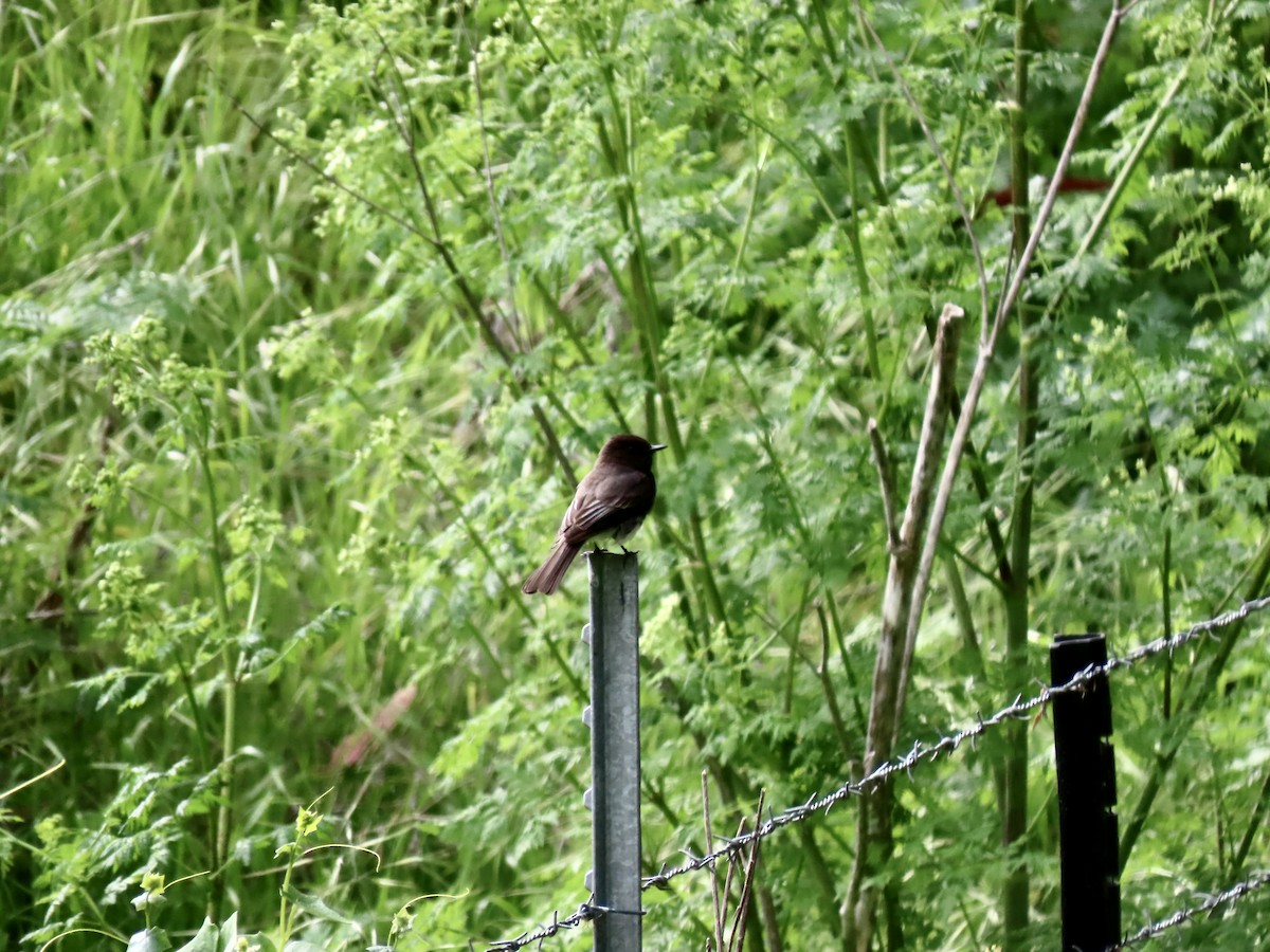 Black Phoebe - Lois Goldfrank