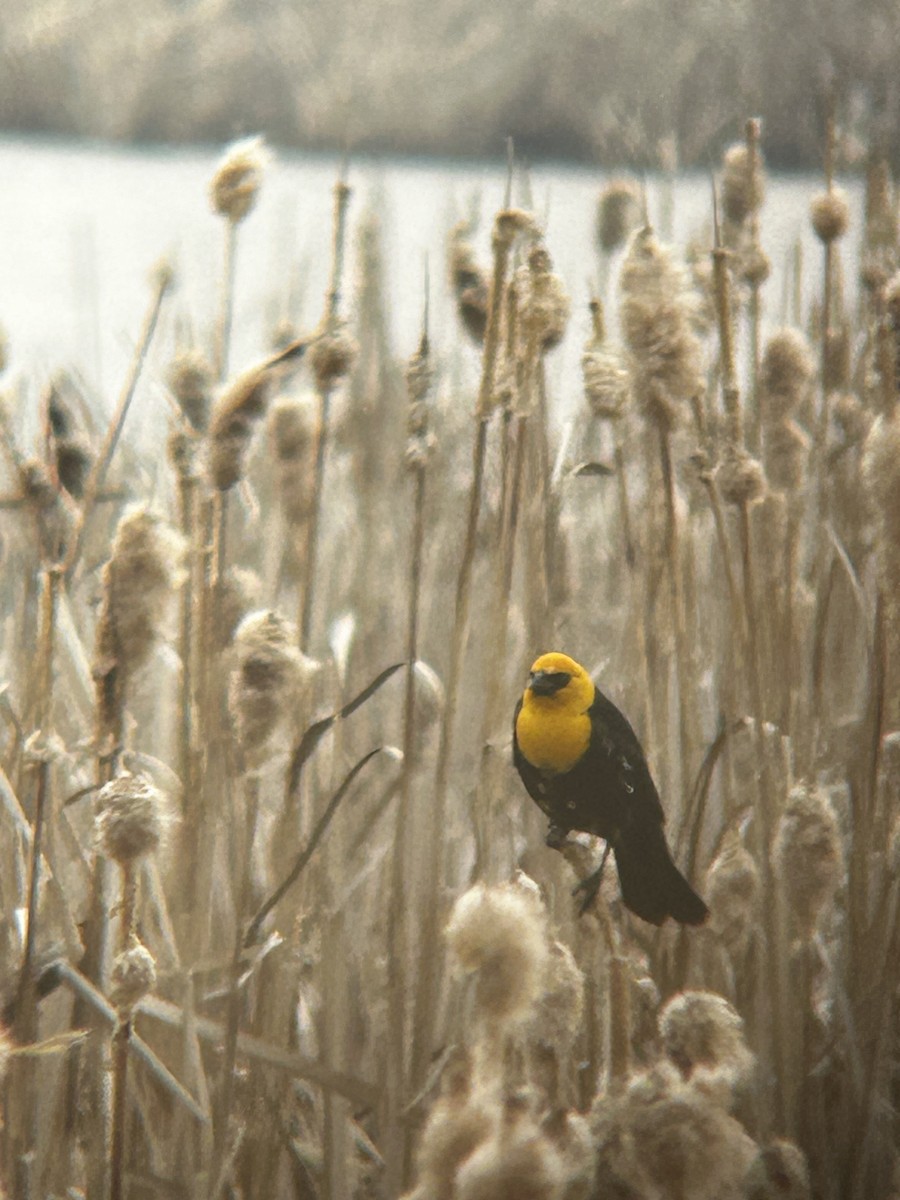 Yellow-headed Blackbird - ML619268135