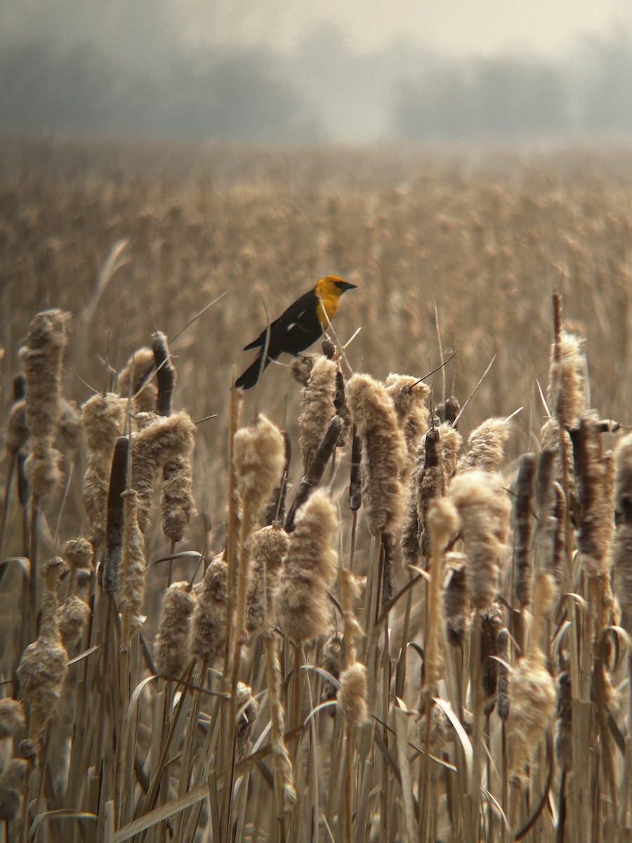 Yellow-headed Blackbird - Matea Kiskaroly