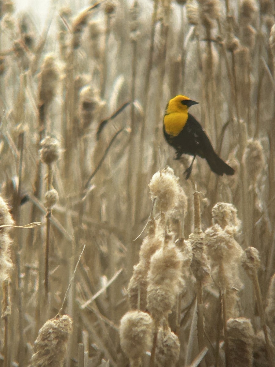 Yellow-headed Blackbird - Matea Kiskaroly