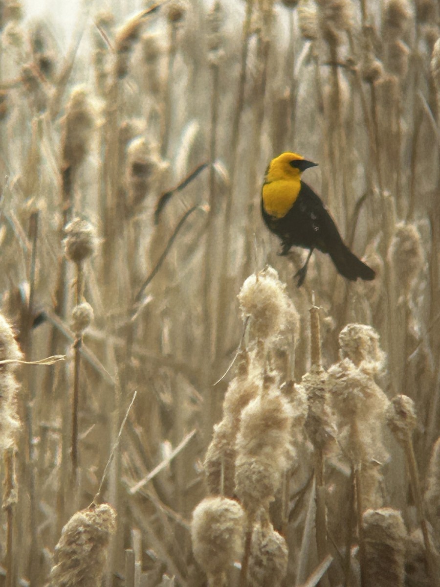 Yellow-headed Blackbird - ML619268137