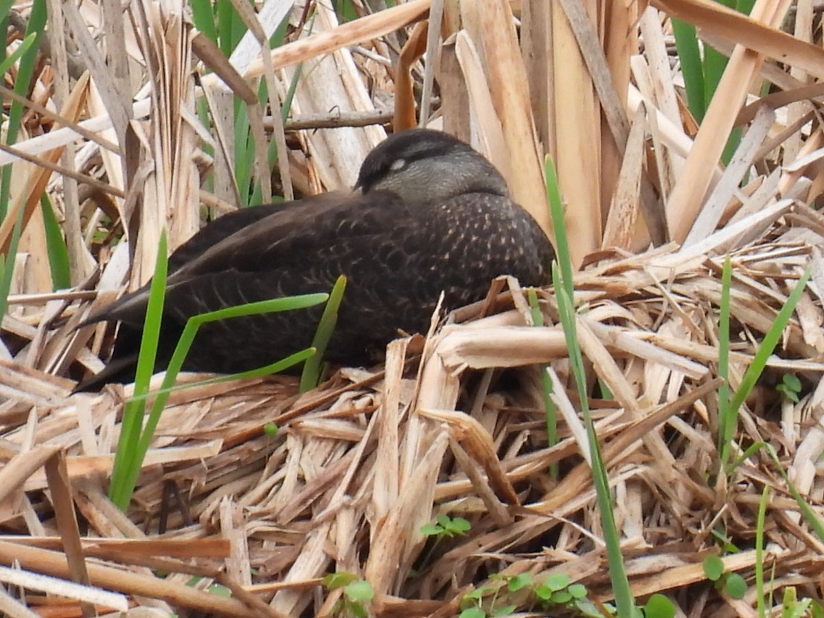 Canard noir - ML619268139