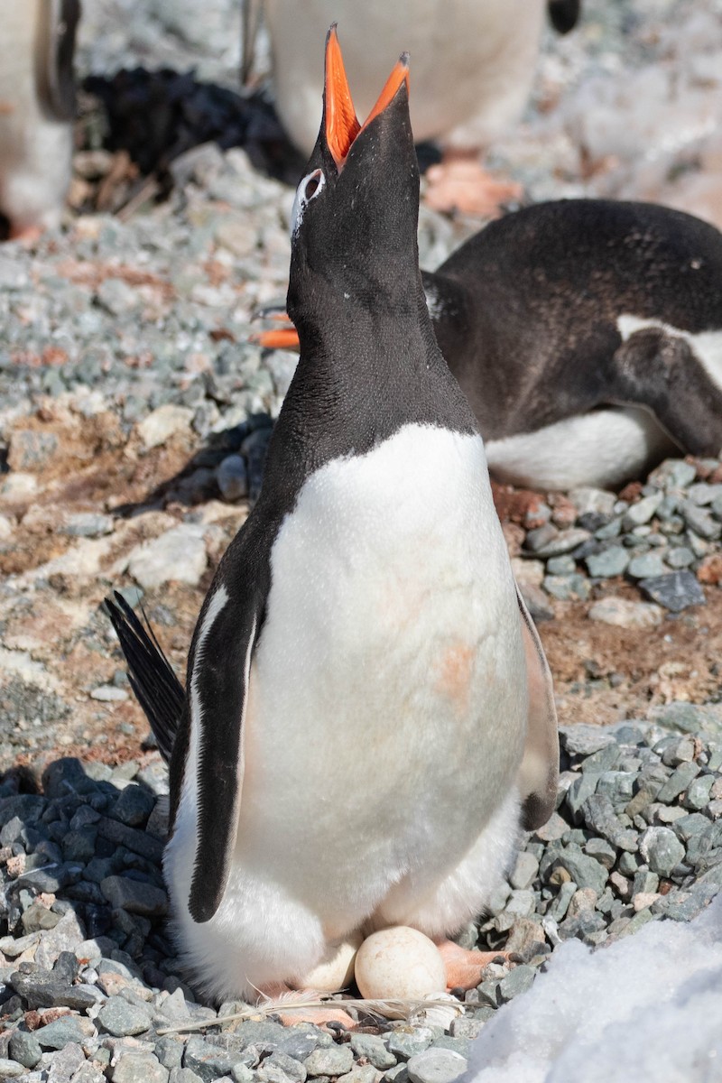 Gentoo Penguin - ML619268141