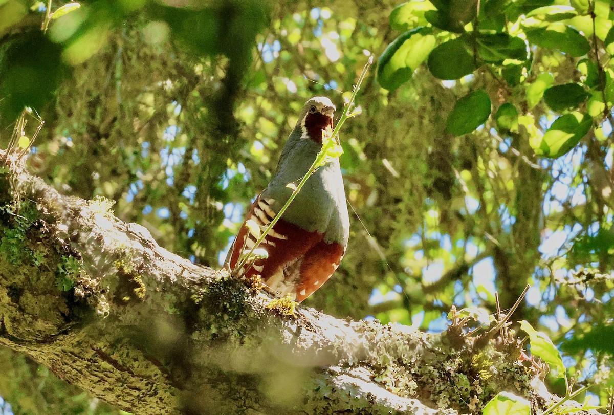 Mountain Quail - Kevin Zimmer