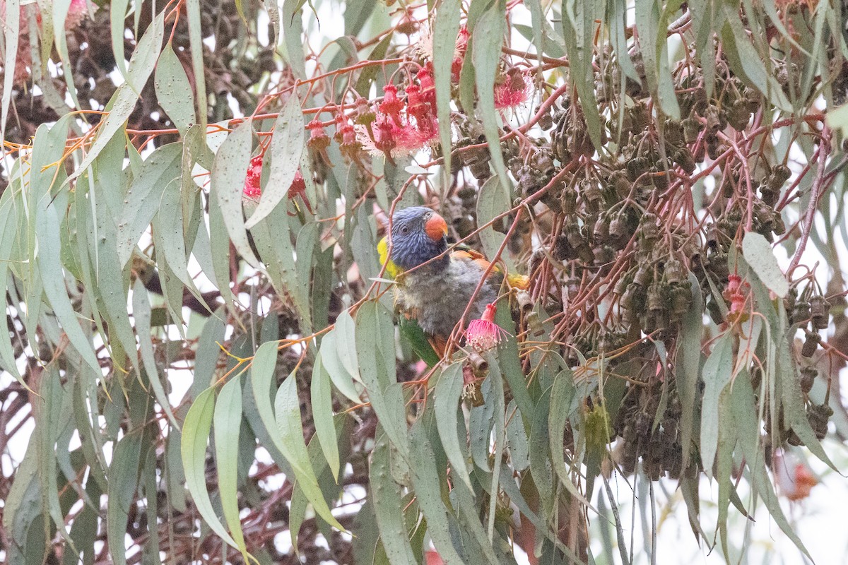 Rainbow Lorikeet - Richard and Margaret Alcorn