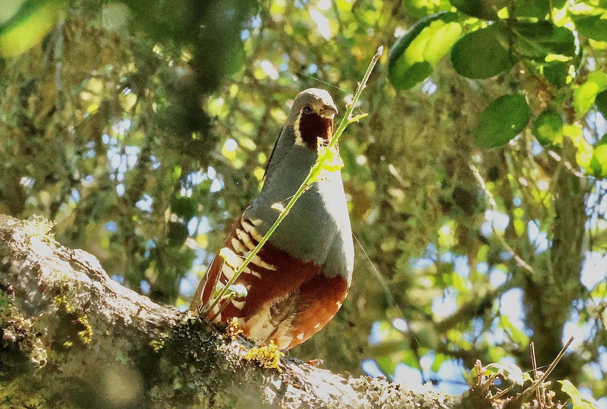 Mountain Quail - Kevin Zimmer