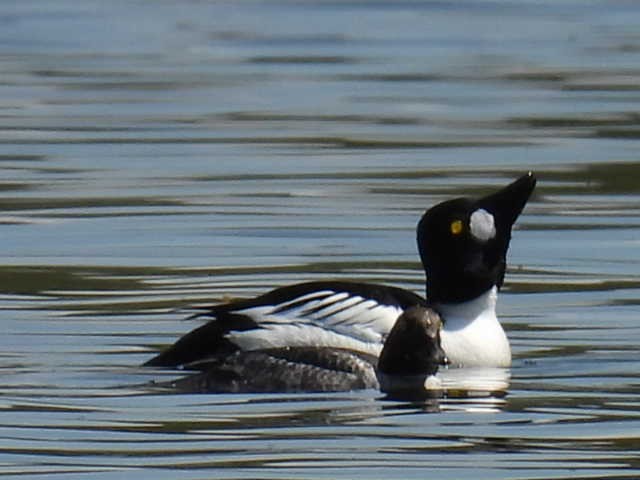 Common Goldeneye - Joe McGill