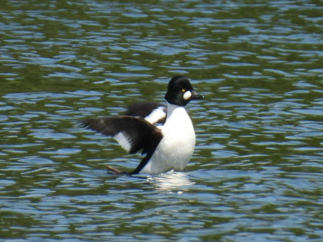 Common Goldeneye - Joe McGill