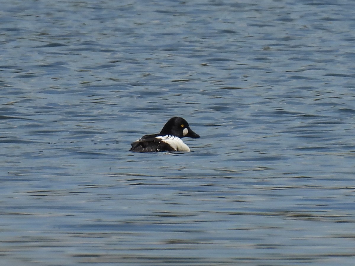 Common Goldeneye - Joe McGill