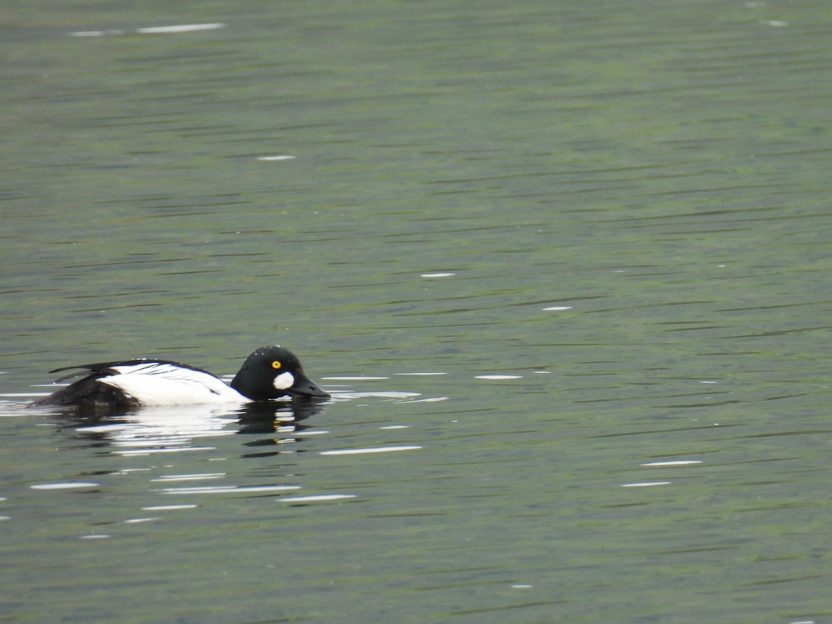 Common Goldeneye - Joe McGill