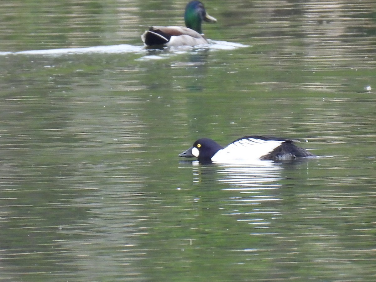 Common Goldeneye - Joe McGill