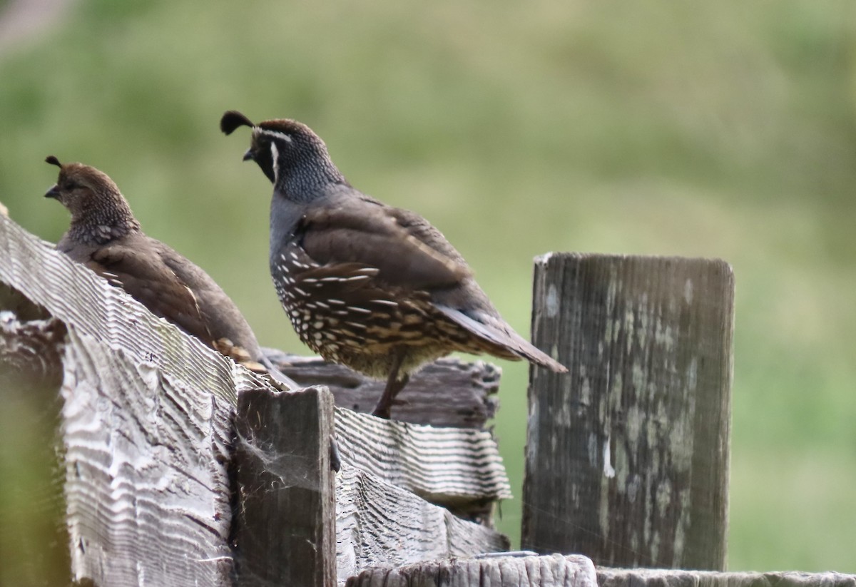 California Quail - Lois Goldfrank