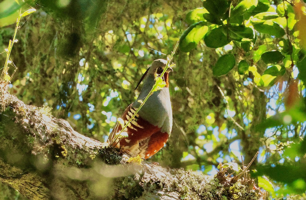 Mountain Quail - Kevin Zimmer