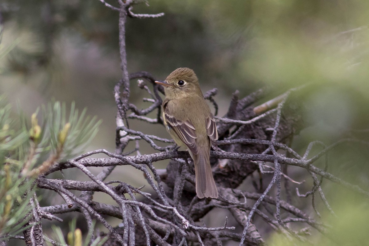 Western Flycatcher - Johnny Bovee