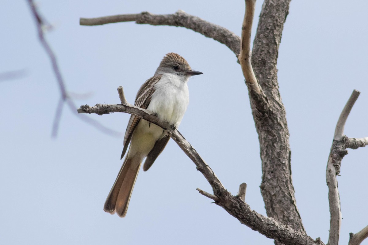 Ash-throated Flycatcher - Johnny Bovee