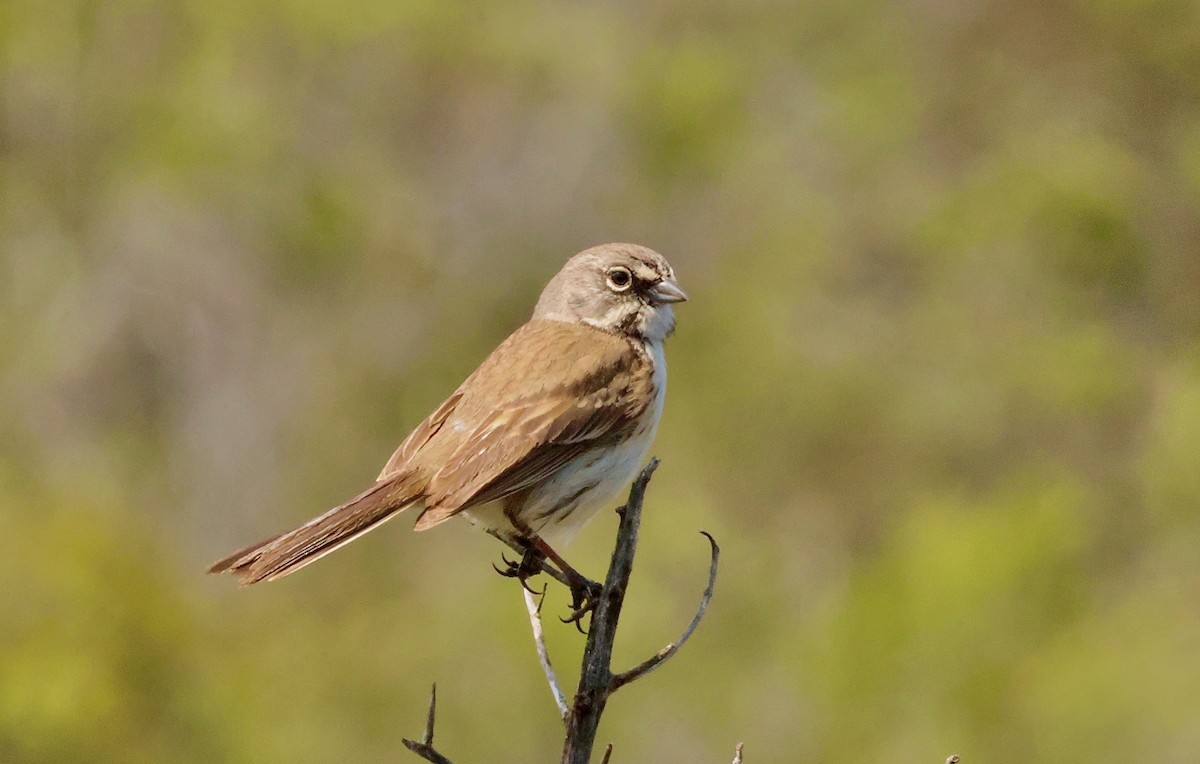 Bell's Sparrow (belli) - Kevin Zimmer