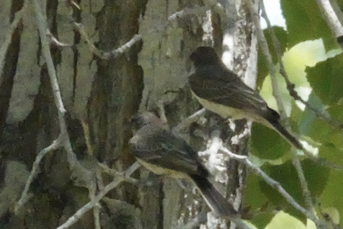 Vermilion Flycatcher - ML619268222