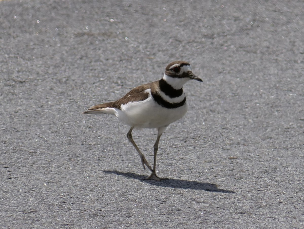 Killdeer - Jan Bryant