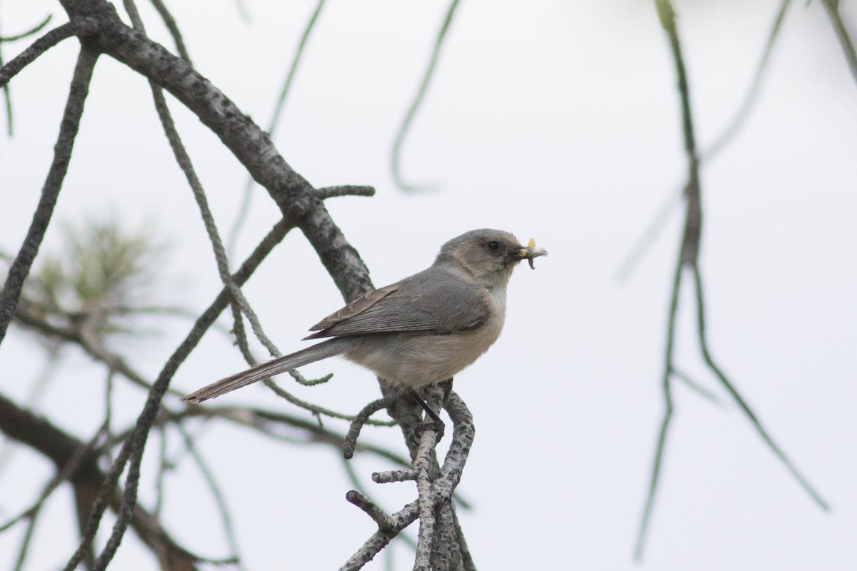 Bushtit (Interior) - ML619268230