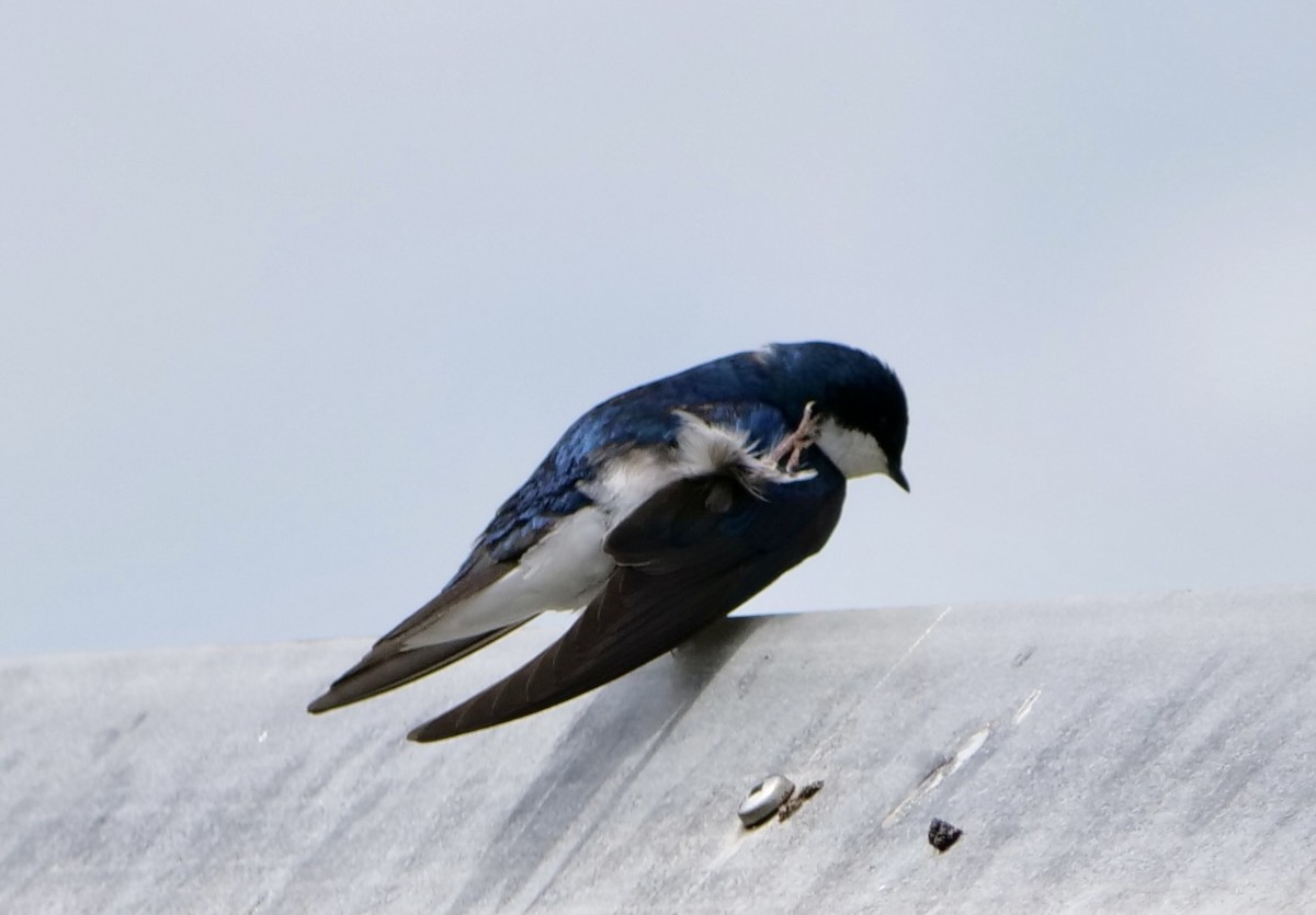 Tree Swallow - Jan Bryant