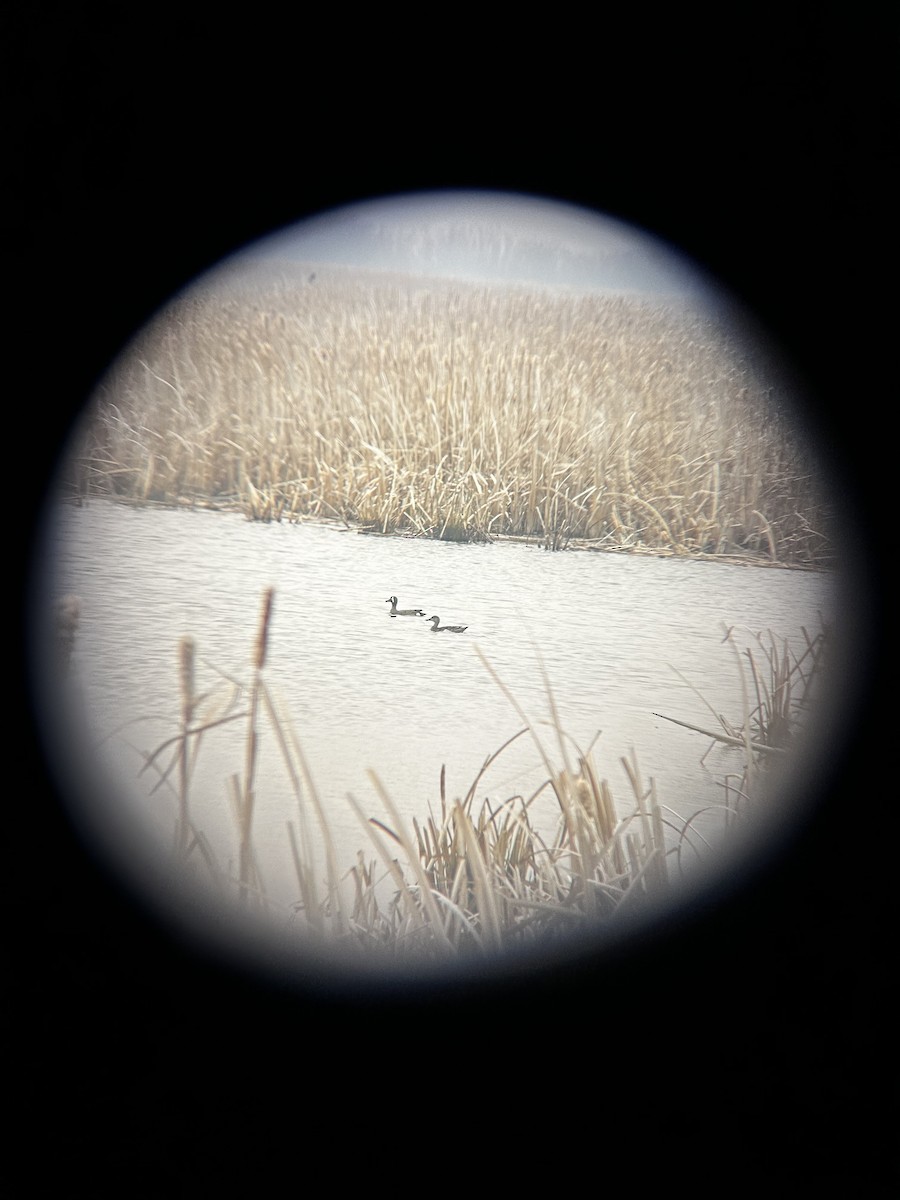 Blue-winged Teal - Matea Kiskaroly