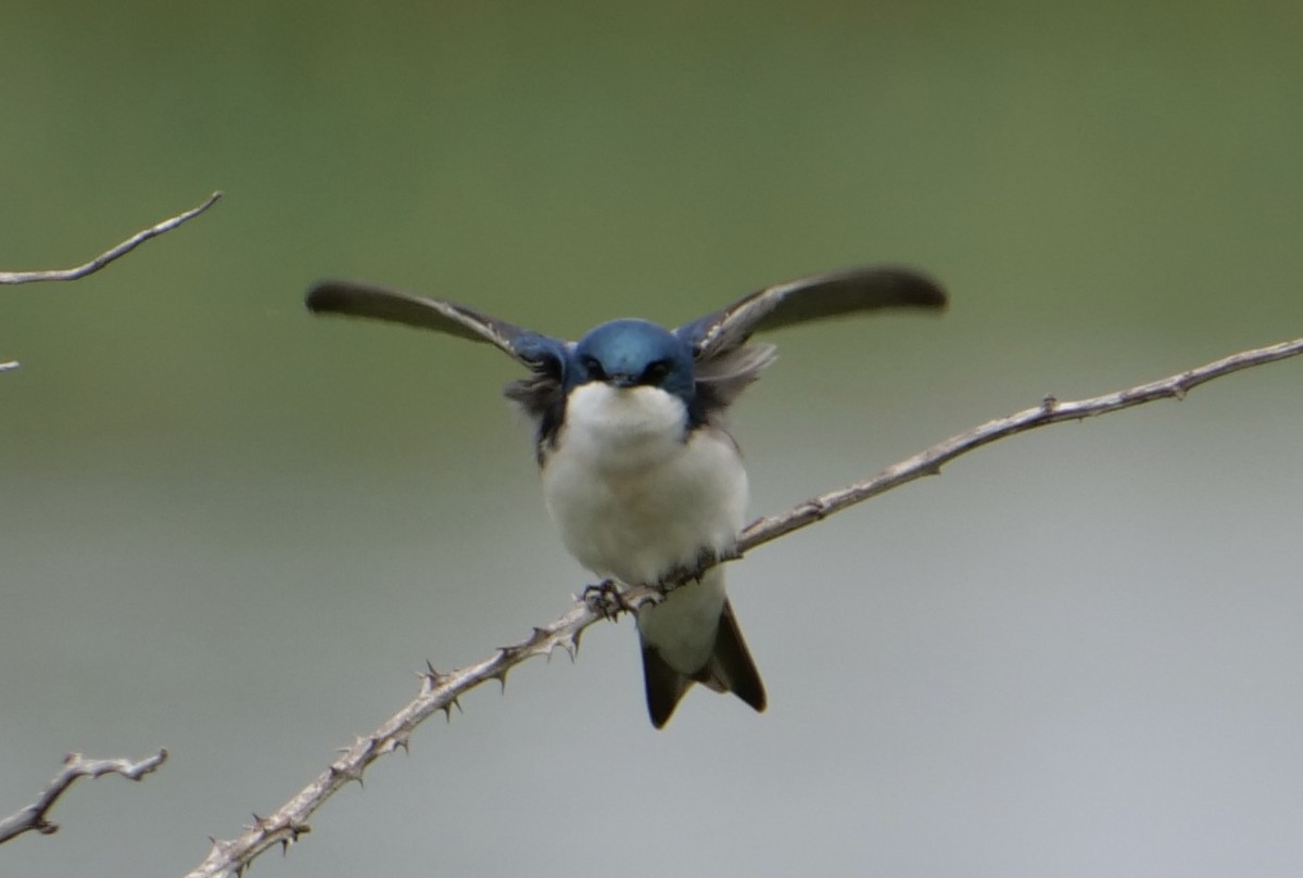 Tree Swallow - Jan Bryant