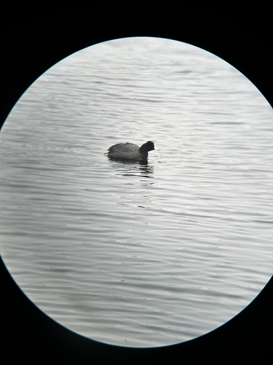 American Coot - Matea Kiskaroly