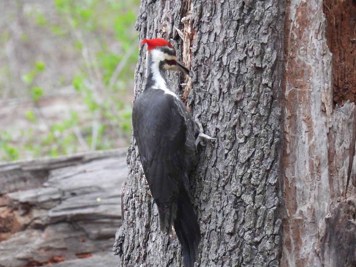 Pileated Woodpecker - ML619268264