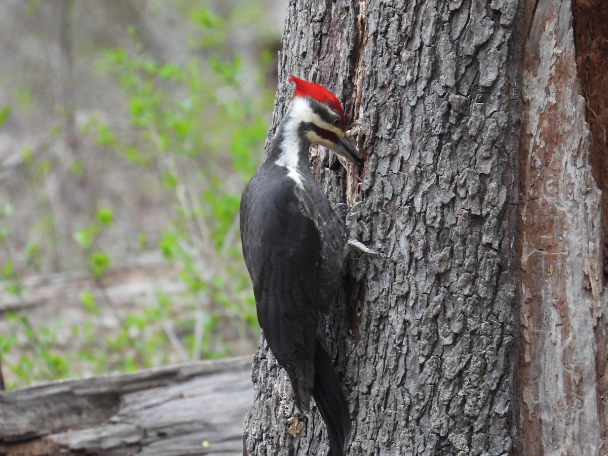Pileated Woodpecker - ML619268265