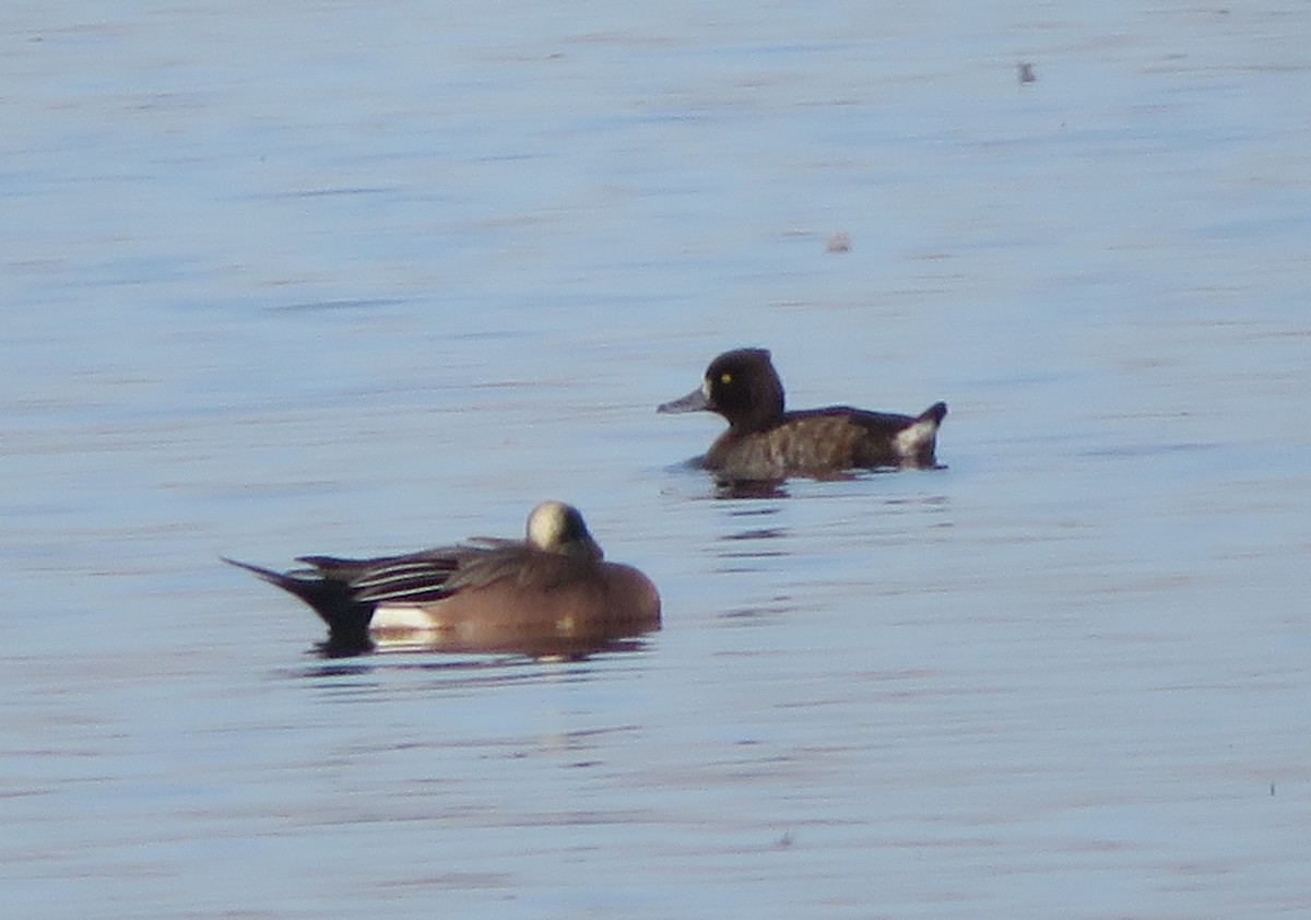 Tufted Duck - ML619268266