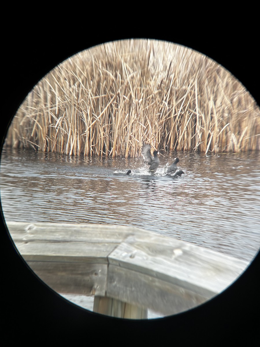 American Coot - Matea Kiskaroly