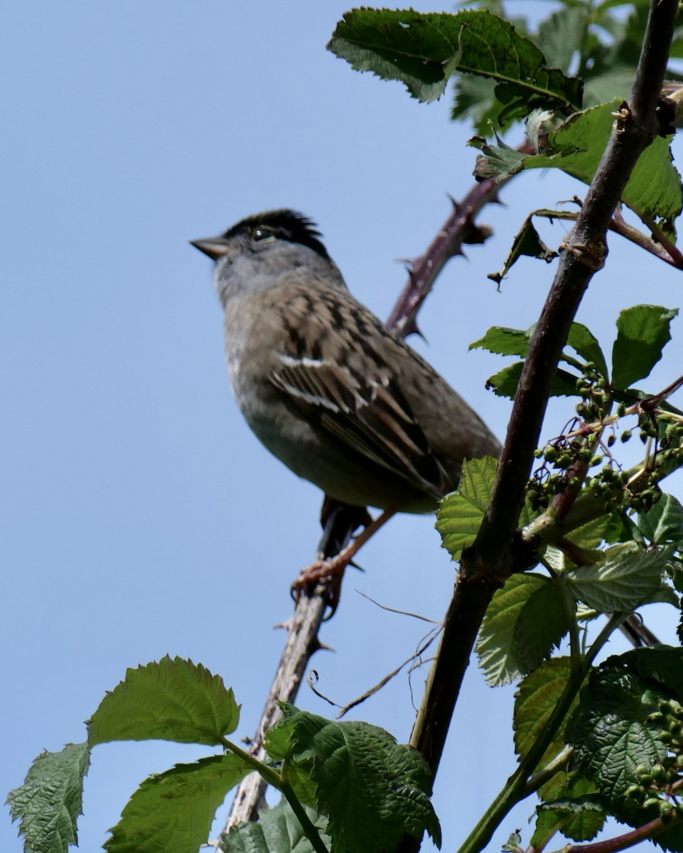 Golden-crowned Sparrow - Jan Bryant